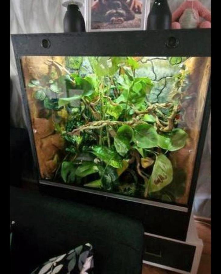 Jemen kameleon man  met terrarium, Dieren en Toebehoren, Reptielen en Amfibieën | Toebehoren, Zo goed als nieuw, Ophalen