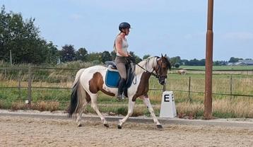 Prachtige allround D pony merrie !!  beschikbaar voor biedingen
