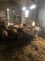 Te koop 6 ooien, Dieren en Toebehoren, Schaap, Meerdere dieren, 0 tot 2 jaar