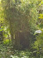 Gratis bamboe, Ophalen, Bamboe, 250 cm of meer