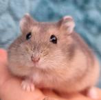 Jonge dwerghamsters handtam en kinderen gewend, Dieren en Toebehoren, Knaagdieren, Hamster, December, Meerdere dieren, Tam