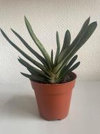 Gasteria, Huis en Inrichting, Ophalen, Overige soorten, Minder dan 100 cm