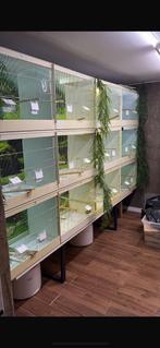 Broedkooi kunstof pascal hemel, Dieren en Toebehoren, Ophalen, Kunststof, Broedkooi of Kweekkooi