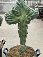 Cactus Myrtillocactus Geometrizans Cristaat Monstruosa pot50, Ophalen, 100 tot 150 cm, Bloeiende kamerplant, Volle zon