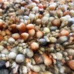 Salsa vloerkleed brinker, Ophalen, Overige kleuren, 200 cm of meer, Overige vormen