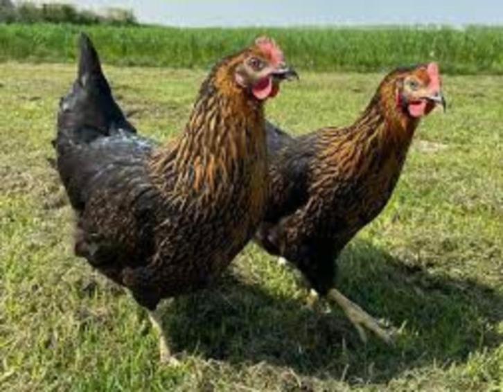 Harco legkippen., Dieren en Toebehoren, Pluimvee, Kip, Vrouwelijk