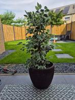 Gevlochten grote donkerbruine plantenbak 45 cm, Overige materialen, Gebruikt, Binnen, Minder dan 60 cm