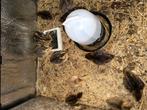 Gemixte Japanse Kwartel Kuikens, Dieren en Toebehoren, Geslacht onbekend, Overige soorten