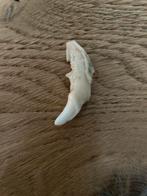 Wilde dieren tand, Ophalen of Verzenden, Gebruikt, Wild dier, Schedel