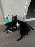 Kittens poesjes/katertje, Meerdere dieren, Kortharig, 0 tot 2 jaar