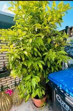 e koop angeboden wenterhard orang boom,12 Jaar Oud.€400., Tuin en Terras, Planten | Bomen, Ophalen of Verzenden, Volle zon, Overige soorten