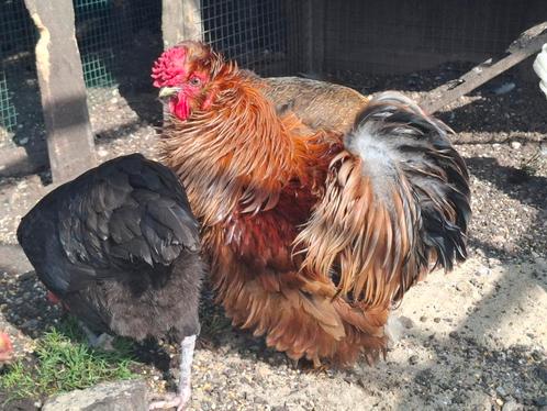 Kippenopvang zoekt een mooie plek voor deze leuke krielhaan, Dieren en Toebehoren, Pluimvee, Kip, Mannelijk