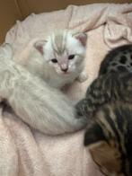 Bengaalse kittens, Dieren en Toebehoren, Katten en Kittens | Raskatten | Korthaar, Meerdere dieren, Ontwormd