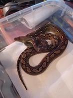 Superdwarf retic man te ruil te koop, Dieren en Toebehoren, Reptielen en Amfibieën, Slang, 0 tot 2 jaar