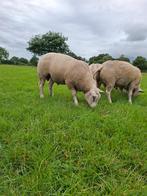 Texelaar dekrammen, Mannelijk, Schaap
