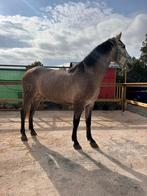 3 jarige PRE merrie (stamboom) zeer mooi gebouwd, Dieren en Toebehoren, Paarden, Merrie, Minder dan 160 cm, Dressuurpaard, 3 tot 6 jaar