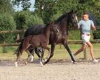 #hengstveulen / #hengst #veulen v. One Million x Toto Jr., Dieren en Toebehoren, Paarden, Minder dan 160 cm, Gechipt, Niet van toepassing