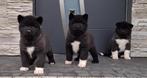 Amerikaanse akita Inu pups, 15 weken tot 1 jaar, Overige rassen, Buitenland, Parvo