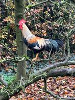 Haan te koop leghorn patrijs, Dieren en Toebehoren, Pluimvee, Mannelijk, Kip