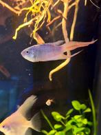 Koppel Paradijsvissen, Dieren en Toebehoren, Vis