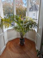 Palmkamerplant met plantenmand en plantenstandaard, Huis en Inrichting, Kamerplanten, Ophalen, 100 tot 150 cm, Palm, Halfschaduw