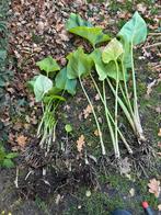 Aronskelk wit scheuten. Acanthus scheuten, Ophalen, Overige soorten, Volle zon