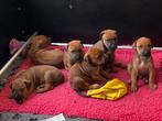 Rhodesian  Ridgeback pups   Goed gesocialiseerd, Dieren en Toebehoren, Overige rassen, Meerdere, Meerdere dieren, Nederland