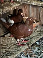 Te koop, Mannelijk, Postduif