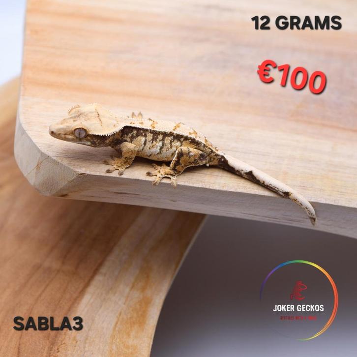 Wimpergekko Correlophus ciliatus JOKERGECKOS