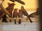 Mexicaanse Roodmussen mannen en poppen, Meerdere dieren, Tropenvogel