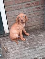 Prachtige Vizsla pups, Parvo, Overige rassen, 8 tot 15 weken, Meerdere