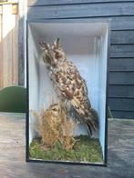 Opgezette vogel taxidermie mancave, Ophalen of Verzenden, Zo goed als nieuw, Vogel, Opgezet dier