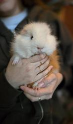 Ch teddy cavia beer, Dieren en Toebehoren, Knaagdieren, Cavia, Mannelijk, Tam, September