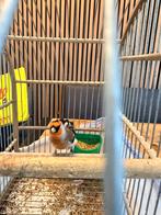 Bastaard / kruising Putter x goudvink 2025, Mannelijk, Wildzangvogel, Geringd