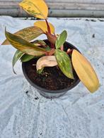 Philodendron Strawberry Shake, Overige soorten, In pot, Minder dan 100 cm, Groene kamerplant