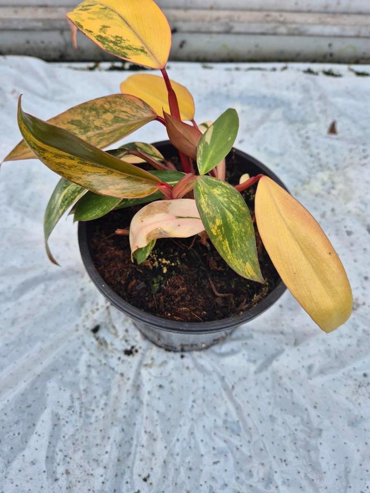 Philodendron Strawberry Shake, Huis en Inrichting, Kamerplanten, Overige soorten, Minder dan 100 cm, Groene kamerplant, Halfschaduw