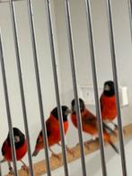 Kapoetsijzen, Dieren en Toebehoren, Vogels | Overige Vogels, Mannelijk