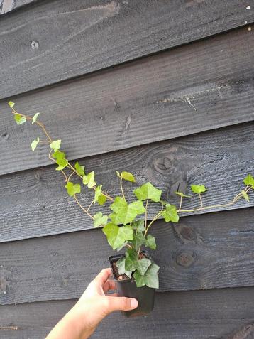 Klimop (hedera) planten beschikbaar voor biedingen