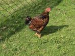 Wyandotte kriel hanen ( 12 weken oud ), Dieren en Toebehoren, Pluimvee, Mannelijk, Kip