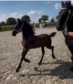 Prachtig Friese hengstveulen met 2e premie & Vol papier, Dieren en Toebehoren, Minder dan 160 cm, Niet van toepassing, Dressuurpaard