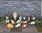 Zeer ruime keuze Ree bok schedels schedel hert herten gewei, Ophalen of Verzenden, Zo goed als nieuw