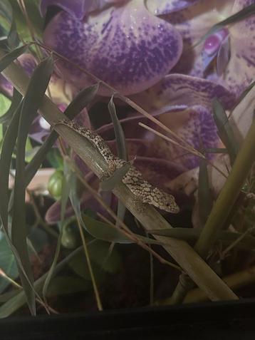 Kameleongekko (Eurydactylodus occidentalis) beschikbaar voor biedingen