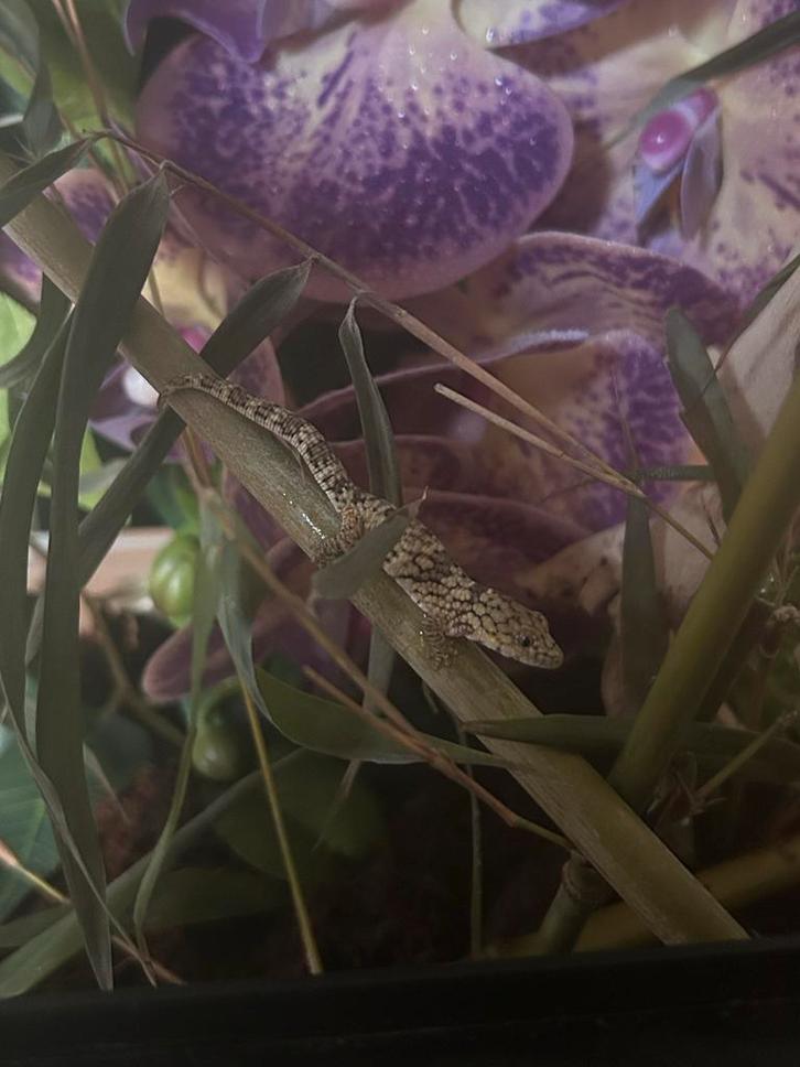 Kameleongekko (Eurydactylodus occidentalis), Dieren en Toebehoren, Reptielen en Amfibieën, Slang, 0 tot 2 jaar