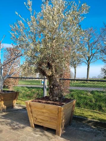 Olijfboom Bonsai XL - 250-275 cm - Beide Paasdagen geopend