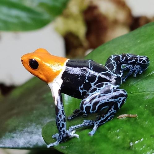 Gifkikkers uit eigen kwekerij, bezoek op afspraak, Dieren en Toebehoren, Reptielen en Amfibieën, Amfibie