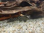 L142 baryancistrus sp. - snowball pleco, Vis, Zoetwatervis