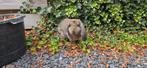 Franse hangoor, Dieren en Toebehoren, Mannelijk, Groot, Hangoor