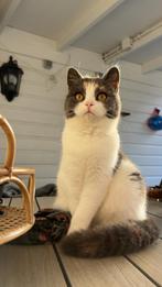 Lieve poes van 10 maanden zoekt nieuw thuis, Dieren en Toebehoren, Februari, Vrouwelijk, Overige typen, Tam