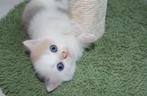 Laatste poesje met DBE blauwe oogjes, Dieren en Toebehoren, Katten en Kittens | Dekkaters