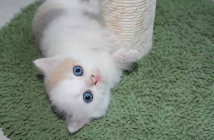 Laatste poesje met DBE blauwe oogjes en Stamboom, Dieren en Toebehoren, Katten en Kittens | Dekkaters